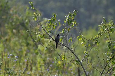 Periyar N.P., Thekkadi_DSC7334_H600